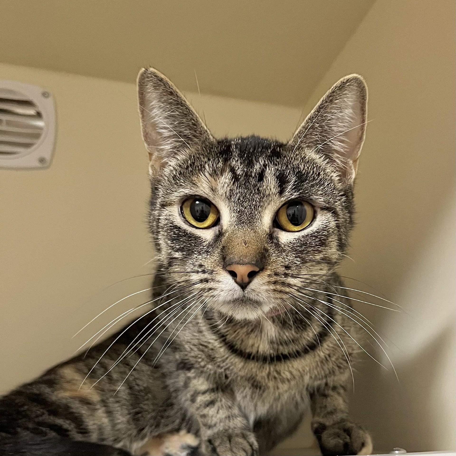 Enlarge Tag, an adoptable Domestic Short Hair in Victor, NY image 3/4