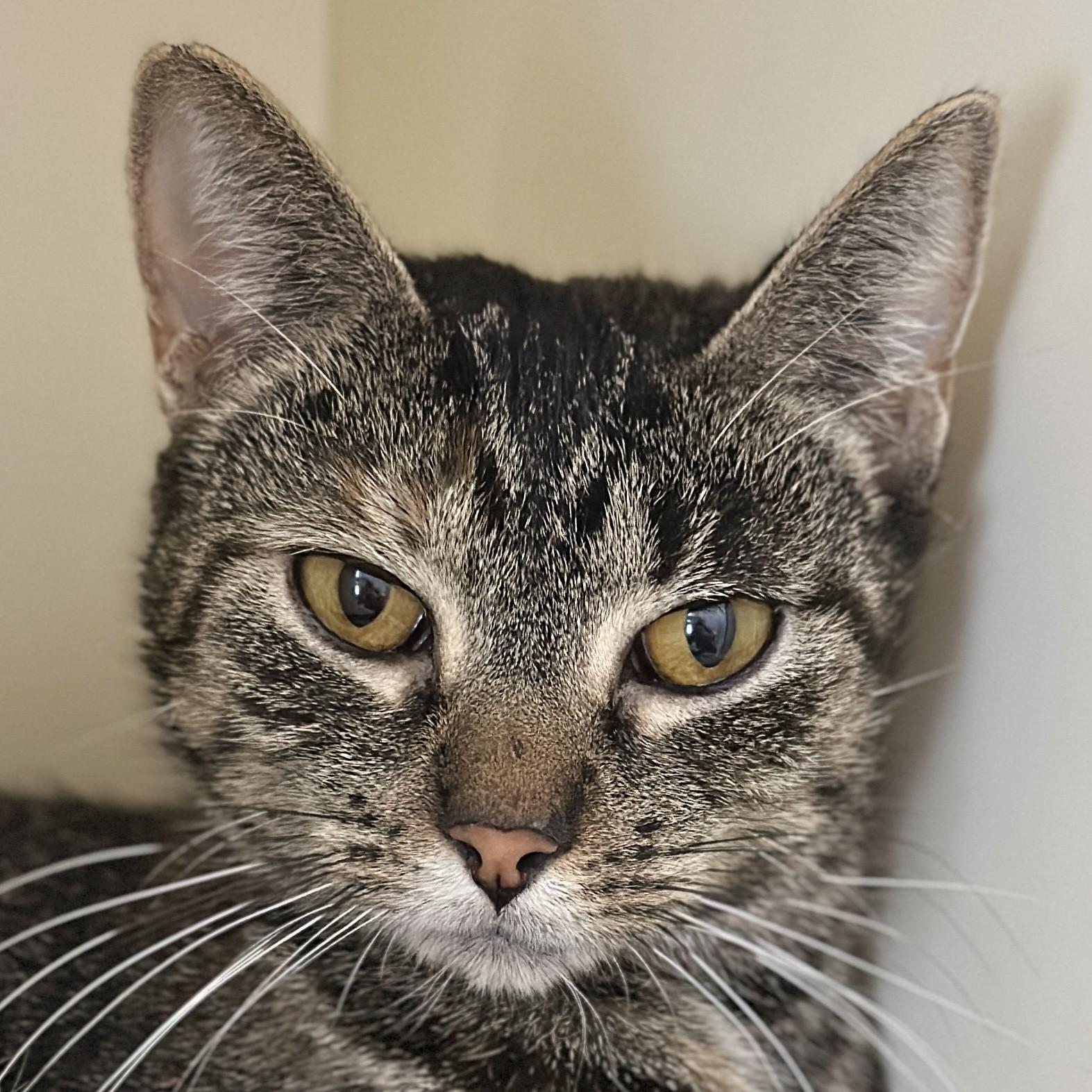 Enlarge Tag, an adoptable Domestic Short Hair in Victor, NY image 1/4