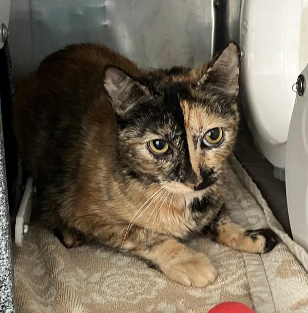 Sage, Adoptable, Young Female Domestic Short Hair.