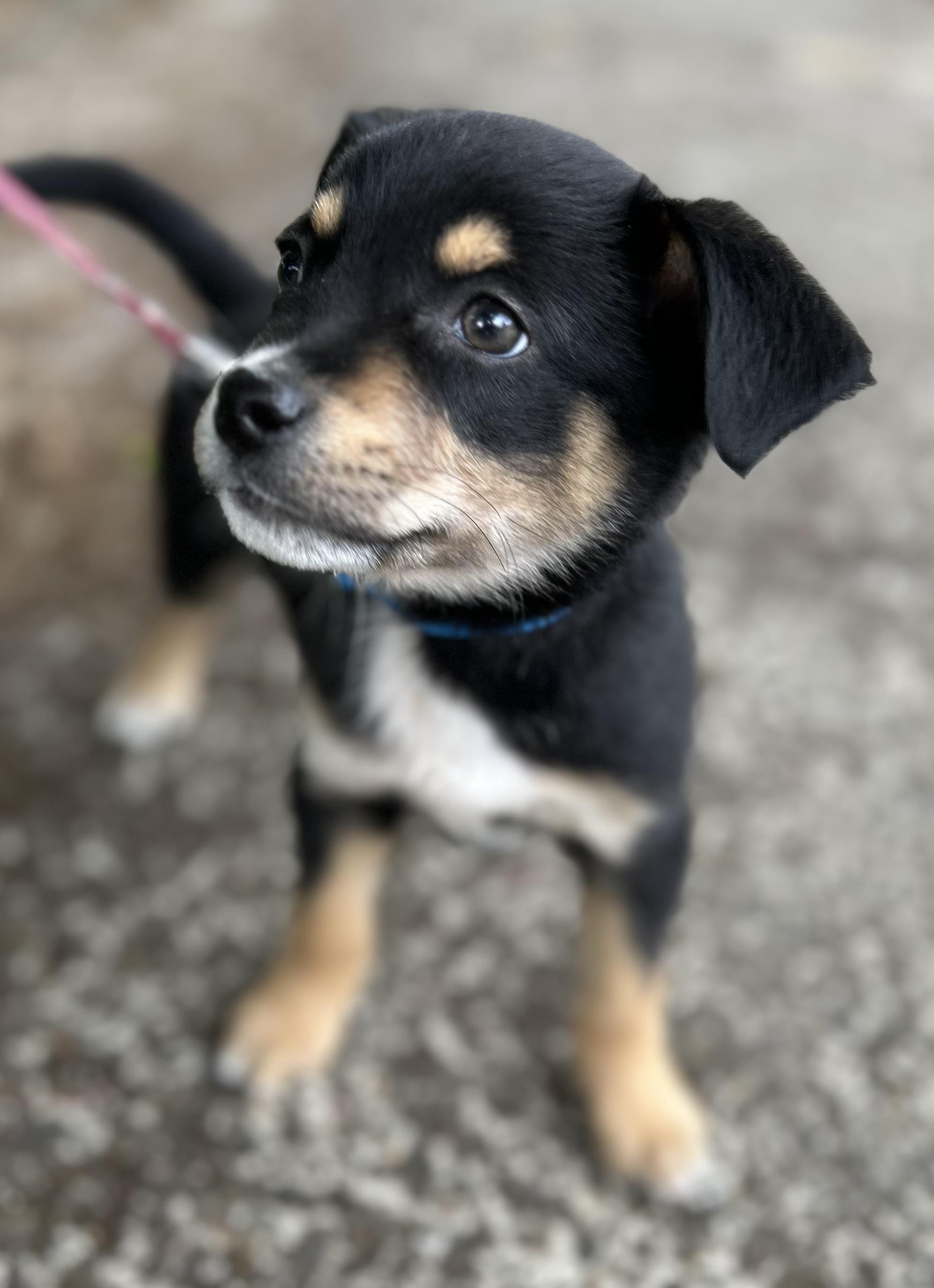 Pine, a ADOPTABLE mixed breed in Tigard, OR image 3/4