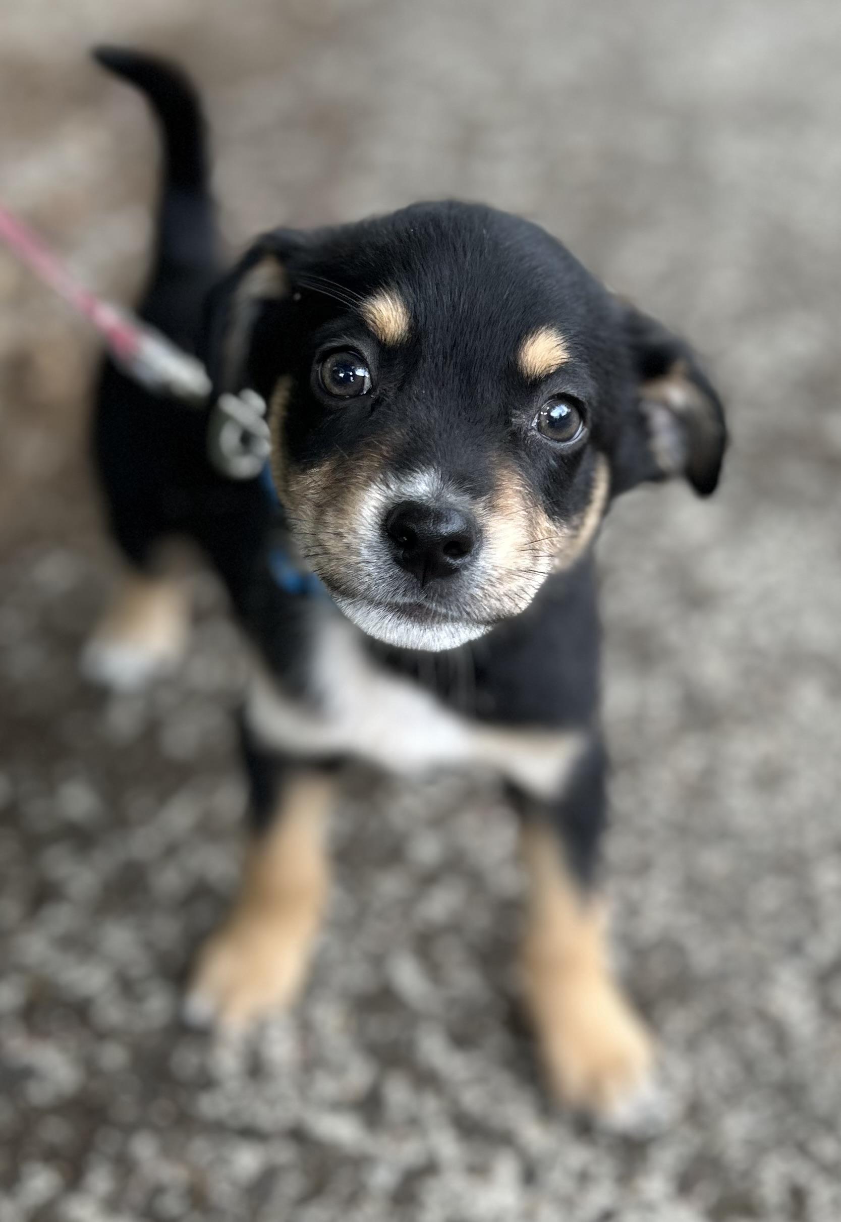 Pine, a ADOPTABLE mixed breed in Tigard, OR image 2/4