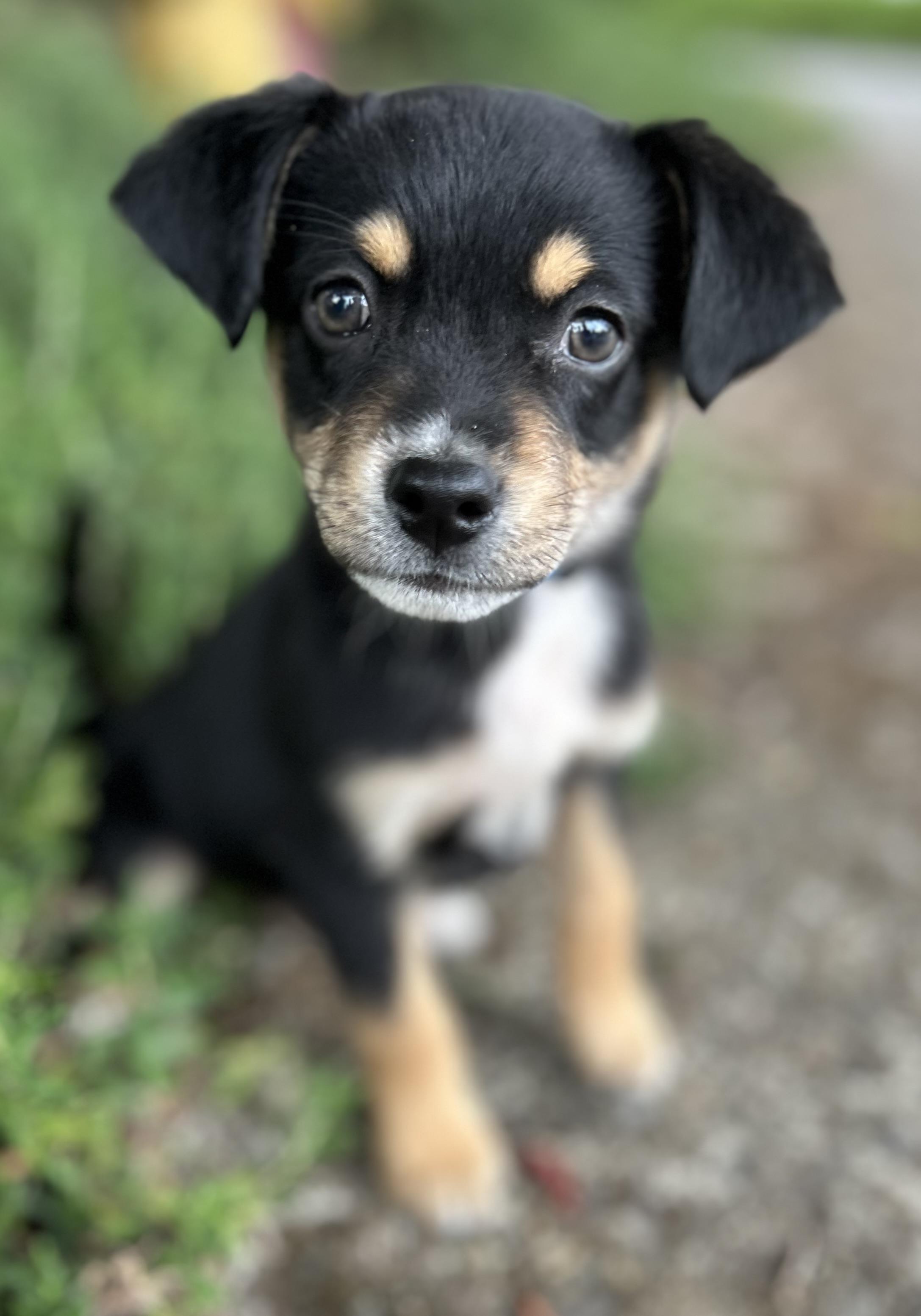 Pine, a ADOPTABLE mixed breed in Tigard, OR image 1/4