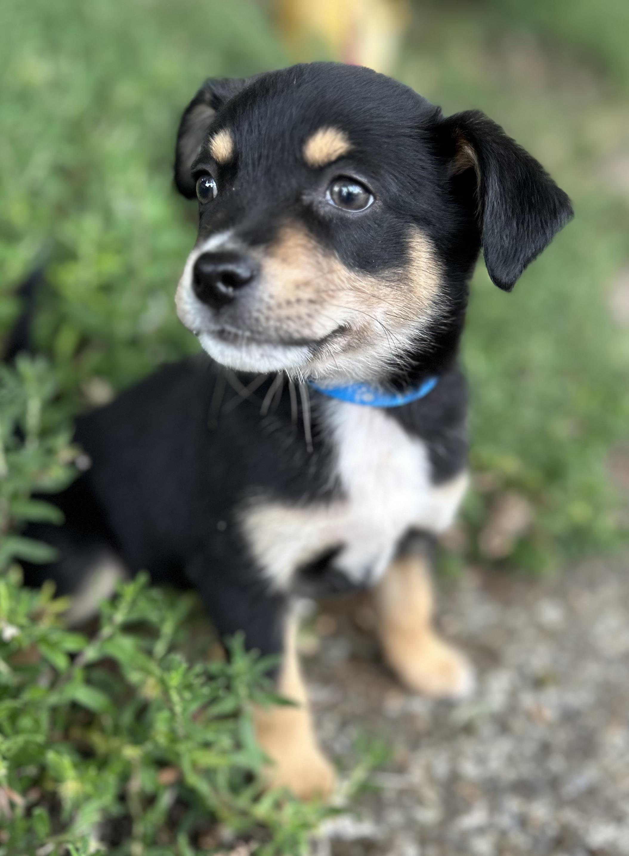 Pine, a ADOPTABLE mixed breed in Tigard, OR image 4/4