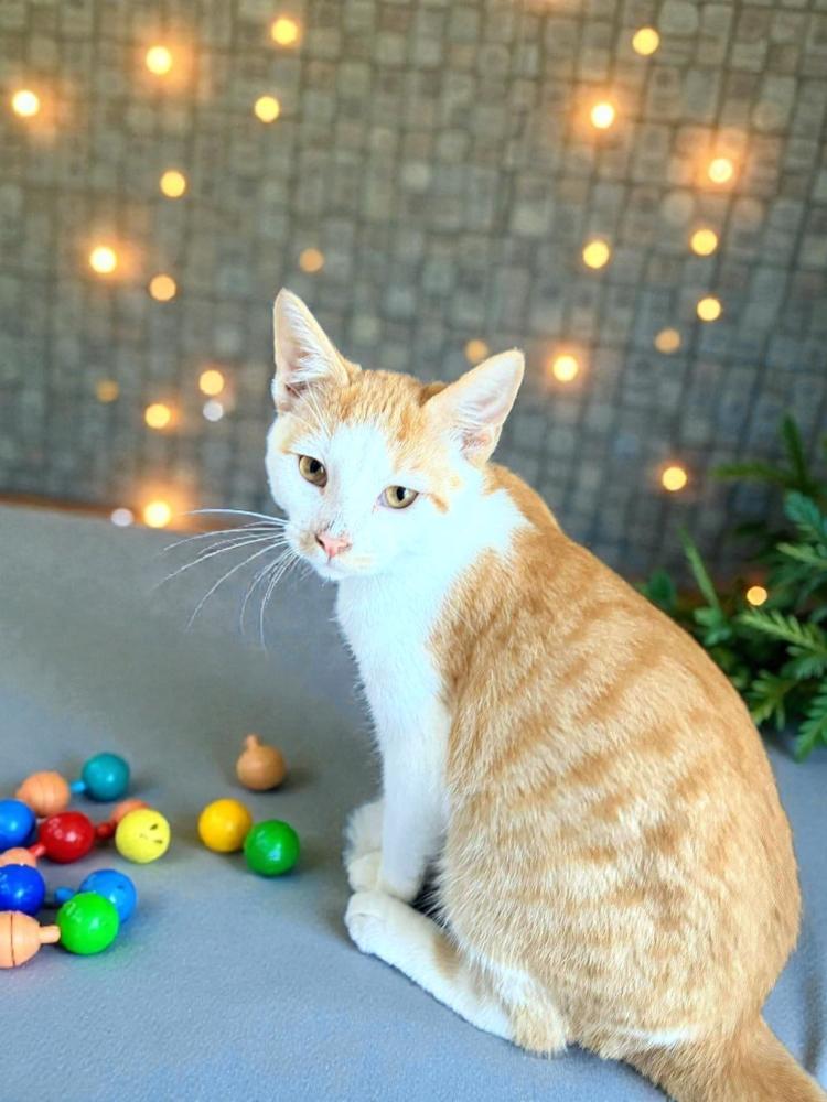 Rusty, Adoptable, Kitten Male Domestic Short Hair.