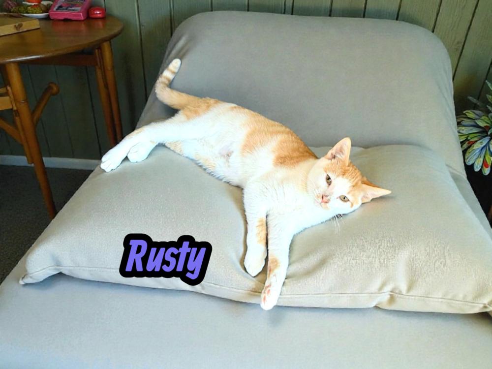 Enlarge Rusty, a Adoptable Domestic Short Hair in Wilson, NC image 2/2