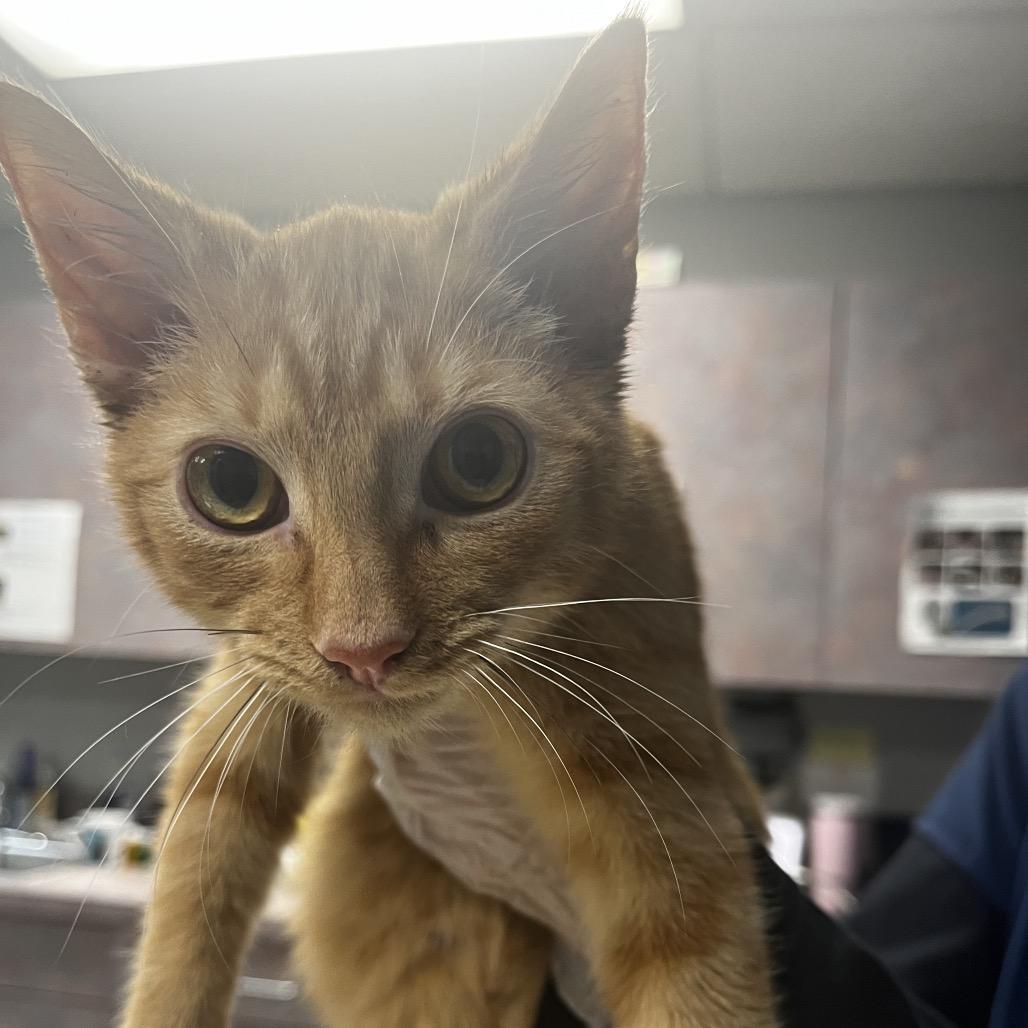 Arwen, Adoptable, Young Female Domestic Short Hair.