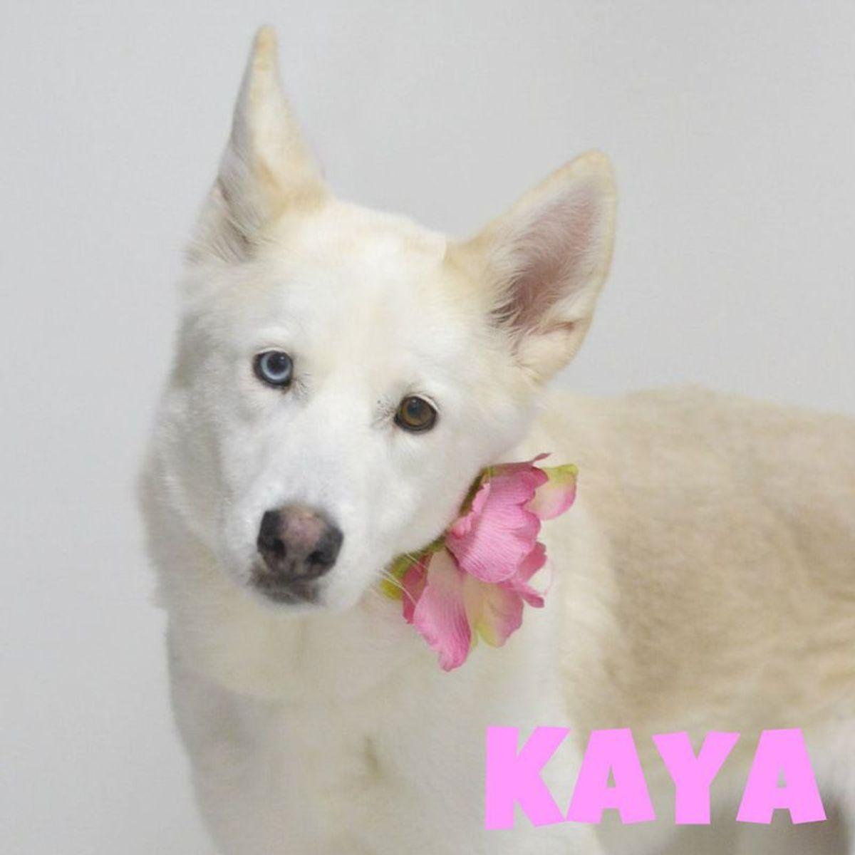 Kaya, Adoptable, Adult Female Siberian Husky & Mixed Breed.