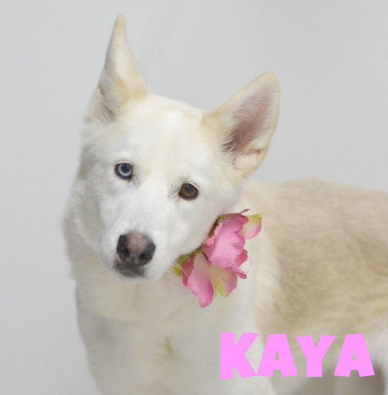 Kaya, Adoptable, Adult Female Siberian Husky & Mixed Breed.