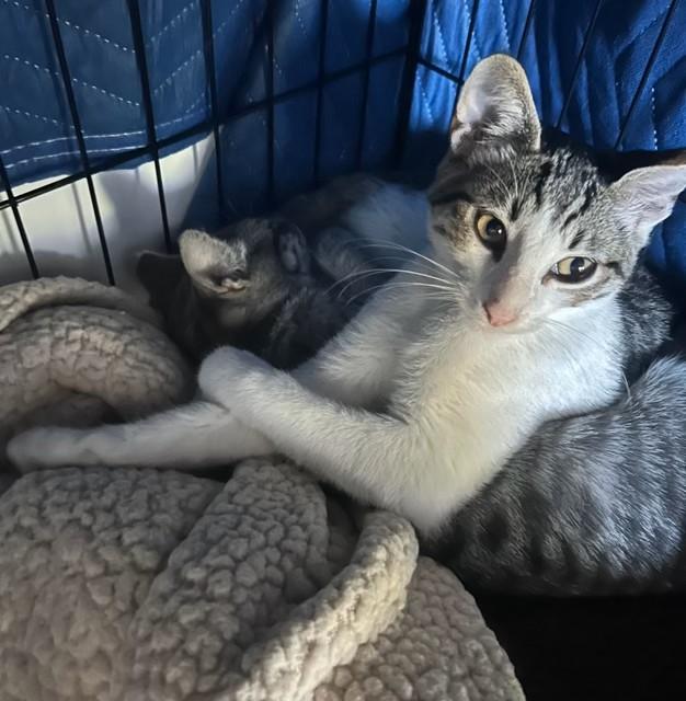 Simon and Harvey, ADOPTABLE, Young Male Domestic Short Hair.