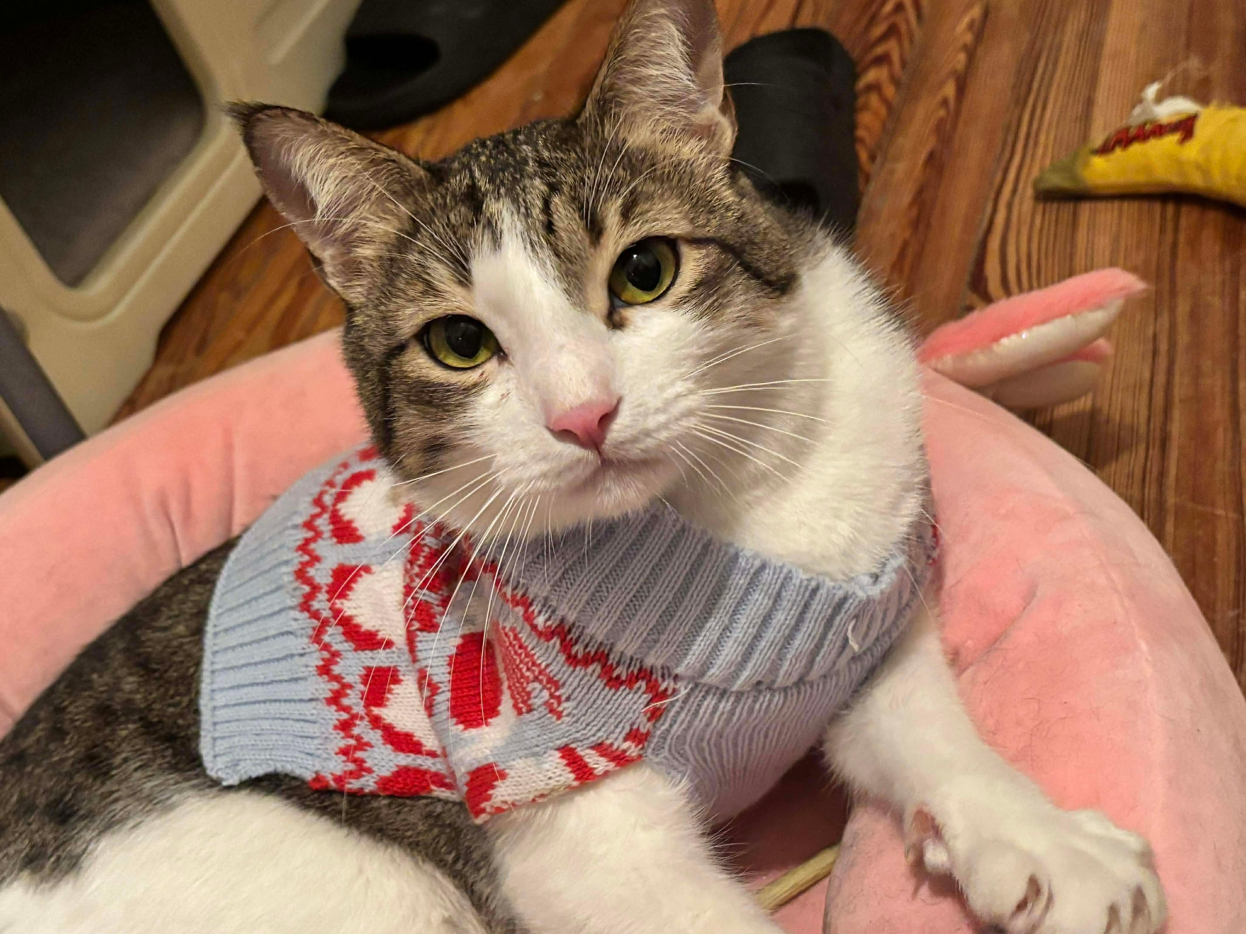 Enlarge Toby, a Adoptable Domestic Short Hair in Philadelphia, PA image 3/6