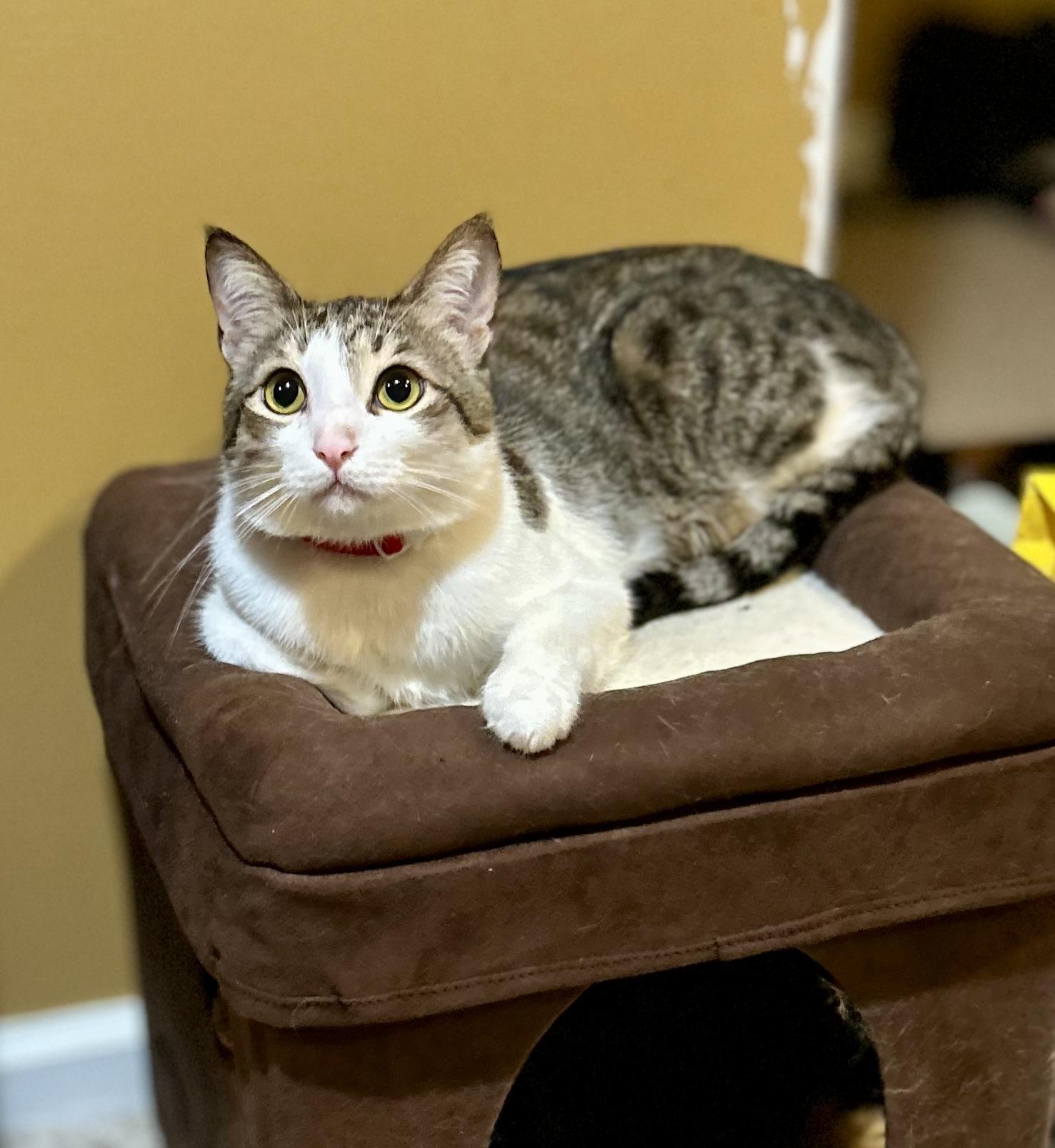 Enlarge Toby, a Adoptable Domestic Short Hair in Philadelphia, PA image 6/6