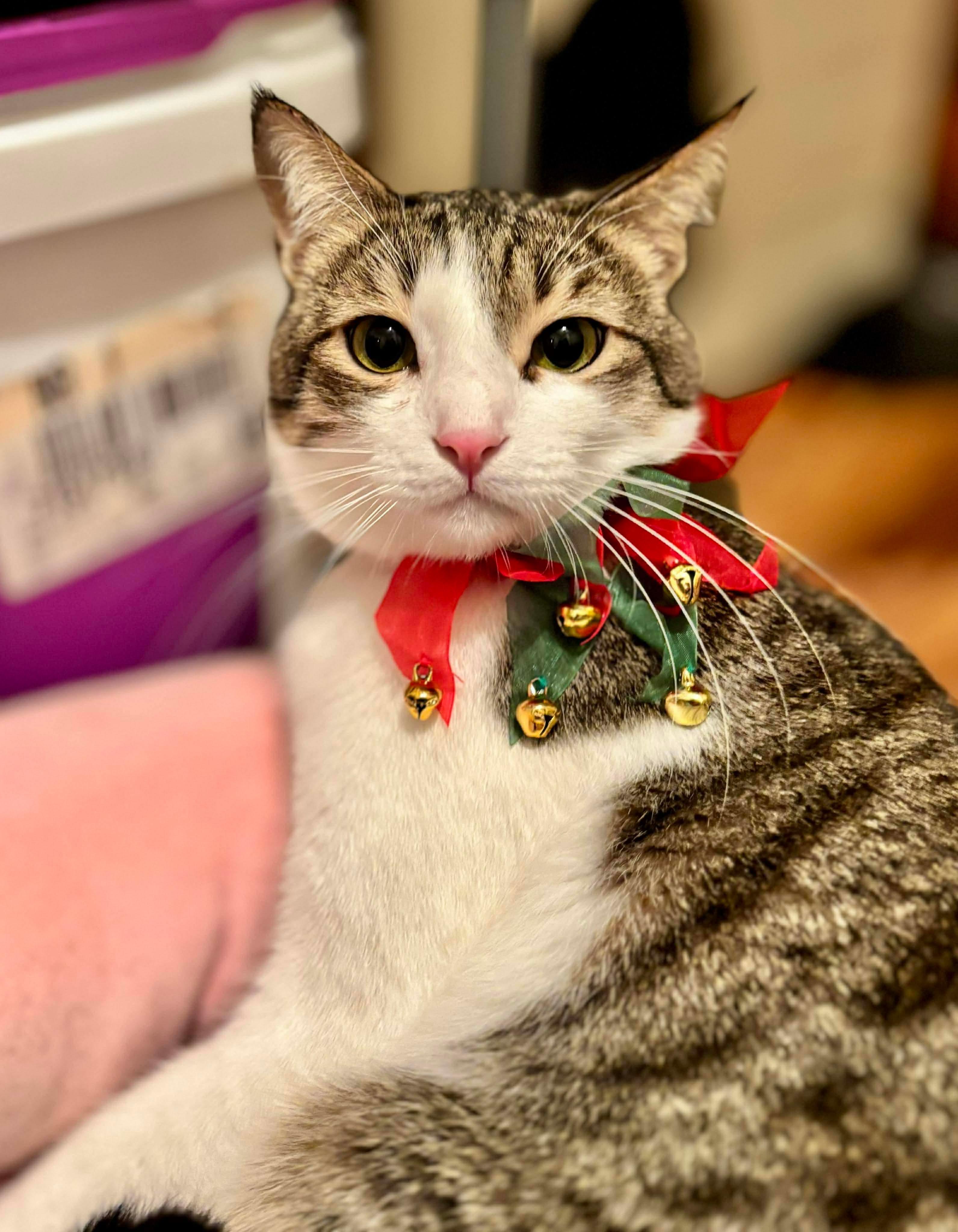 Enlarge Toby, a Adoptable Domestic Short Hair in Philadelphia, PA image 2/6