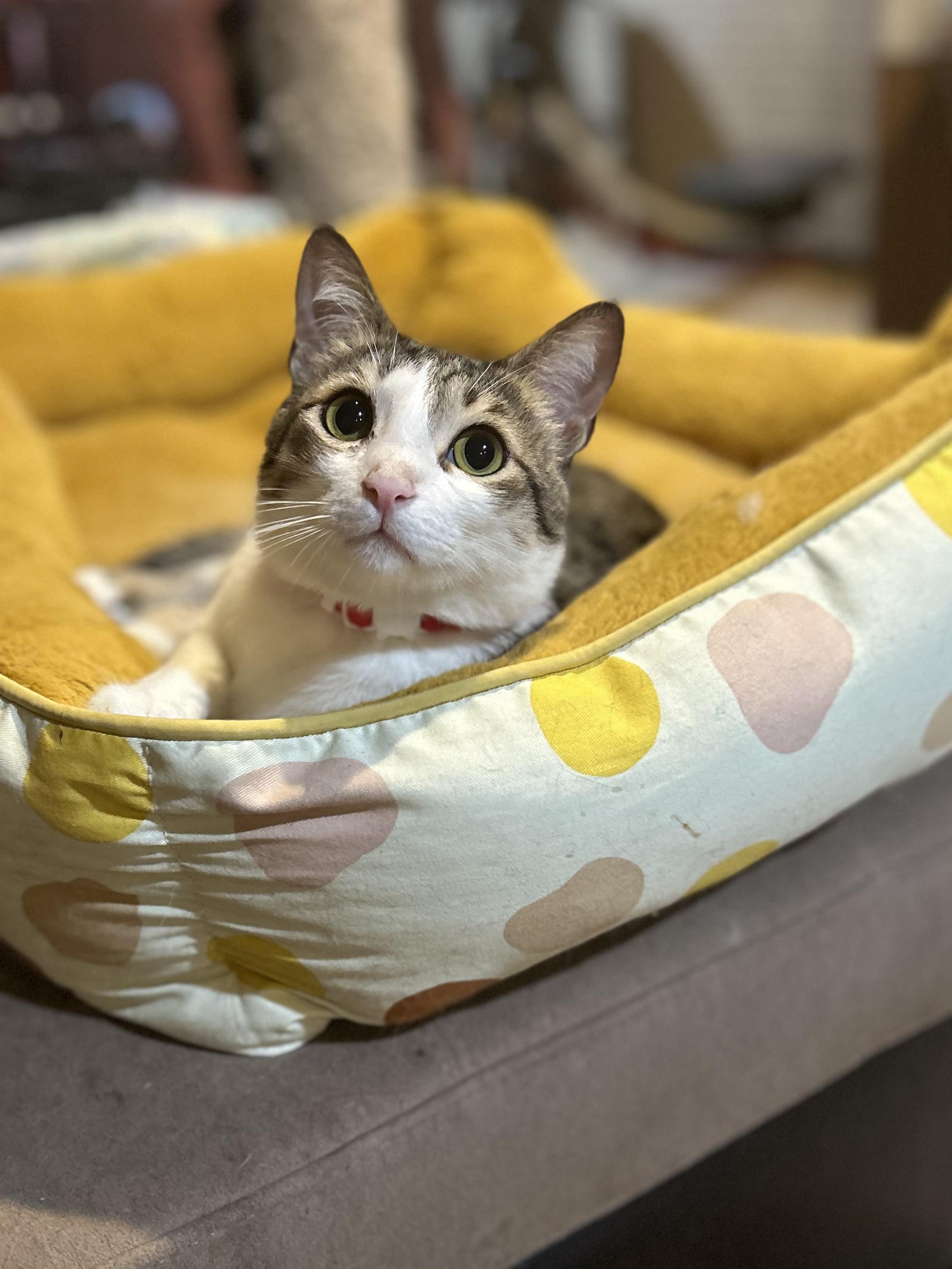 Toby, Adoptable, Adult Male Domestic Short Hair.