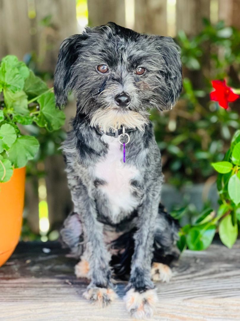 Lady Tea, Adopted, Young Female Lowchen.