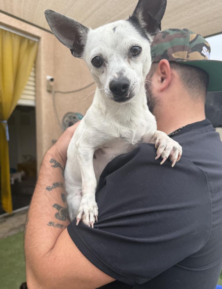Spoon, Adoptable, Adult Male Chihuahua & Terrier.