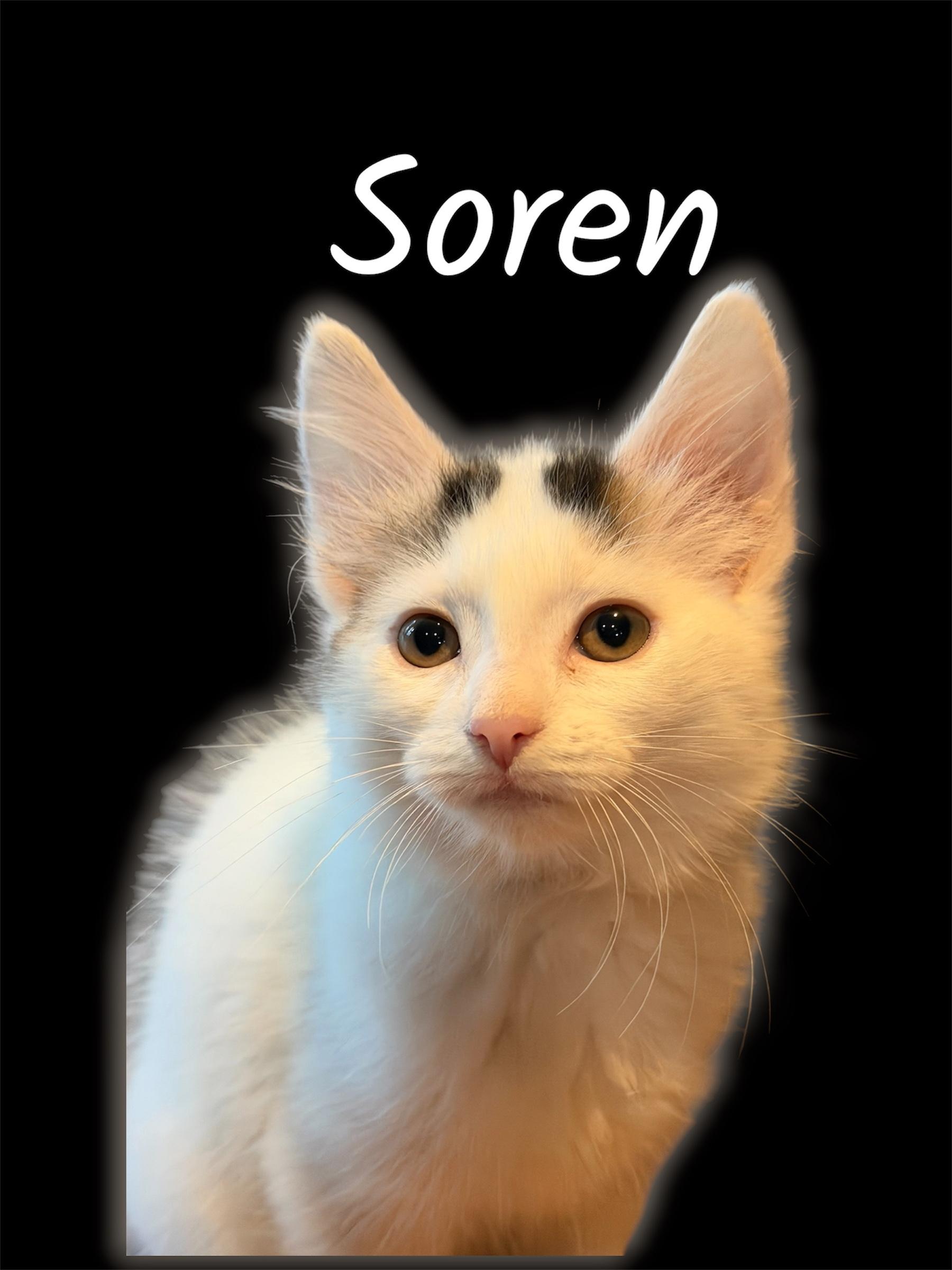 Enlarge Soren, a Adoptable Domestic Short Hair in Auburn, CA image 1/1