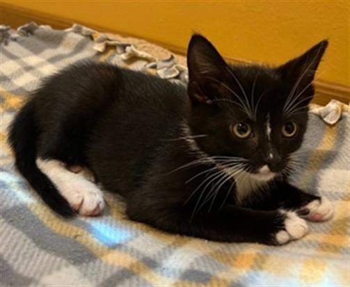 LADY BIRD, Adoptable, Kitten Female Domestic Short Hair.