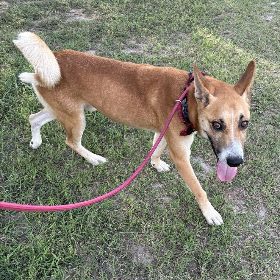 Flako — thumbnail 3