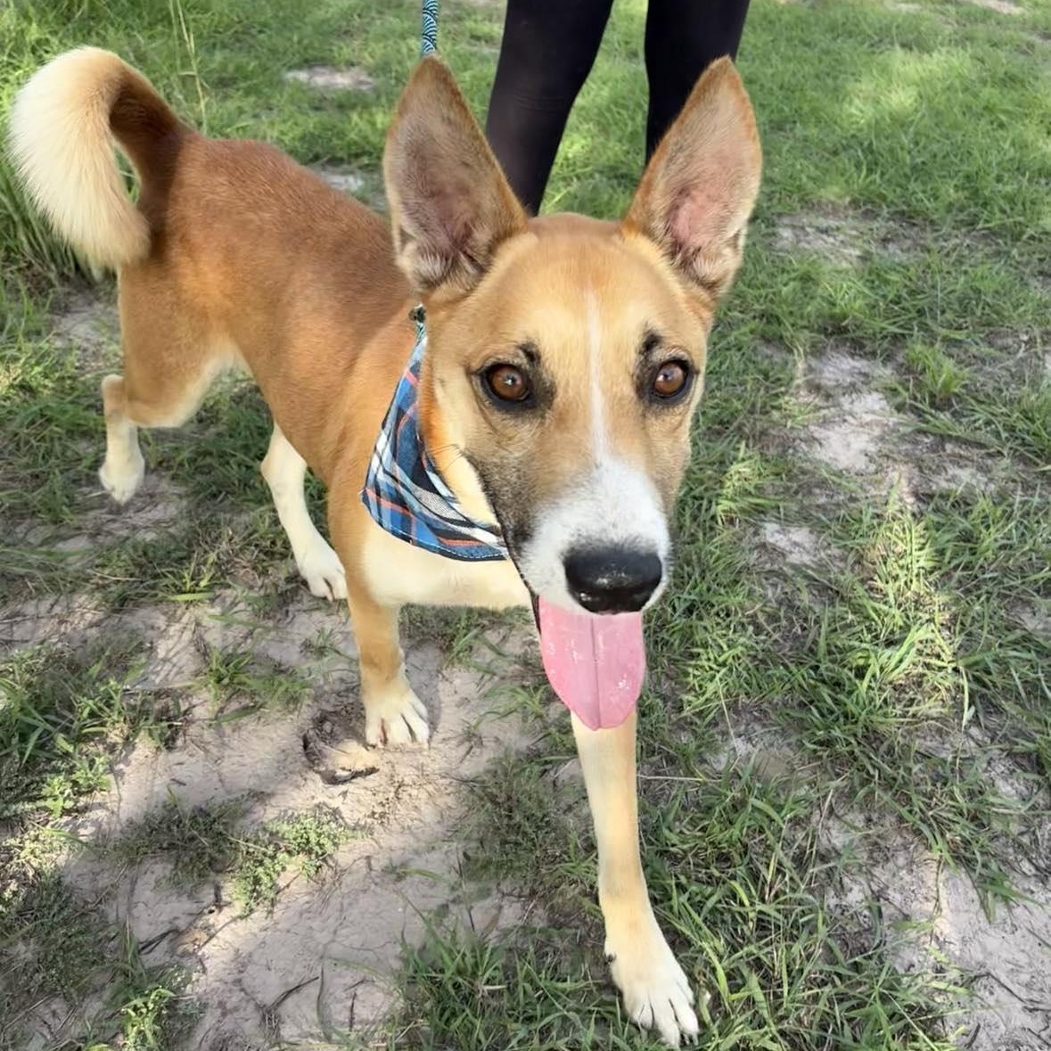 Flako — thumbnail 4