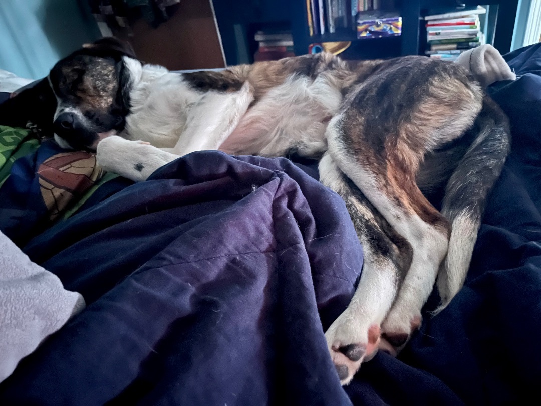 Enlarge Jack, a Adopted mixed breed in Portland, ME image 1/12