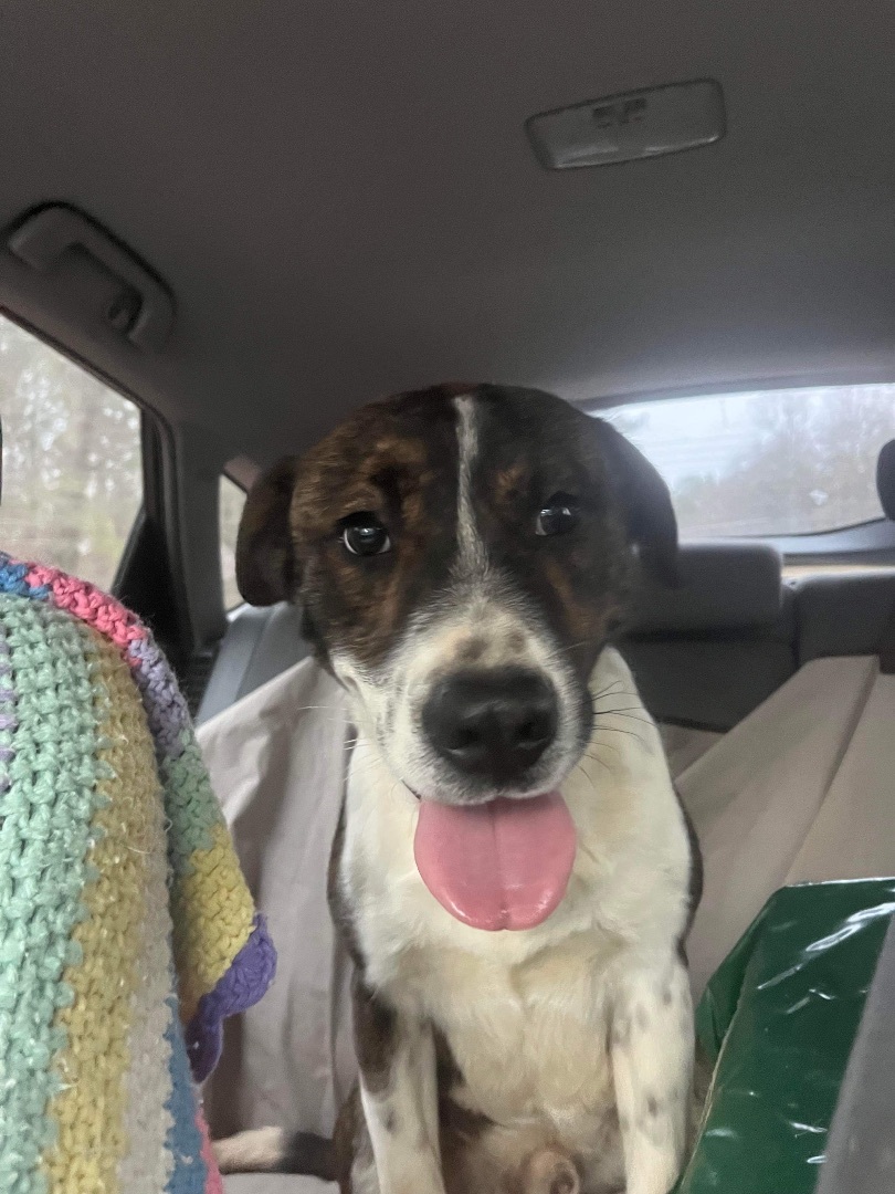 Enlarge Jack, a Adopted mixed breed in Portland, ME image 2/12