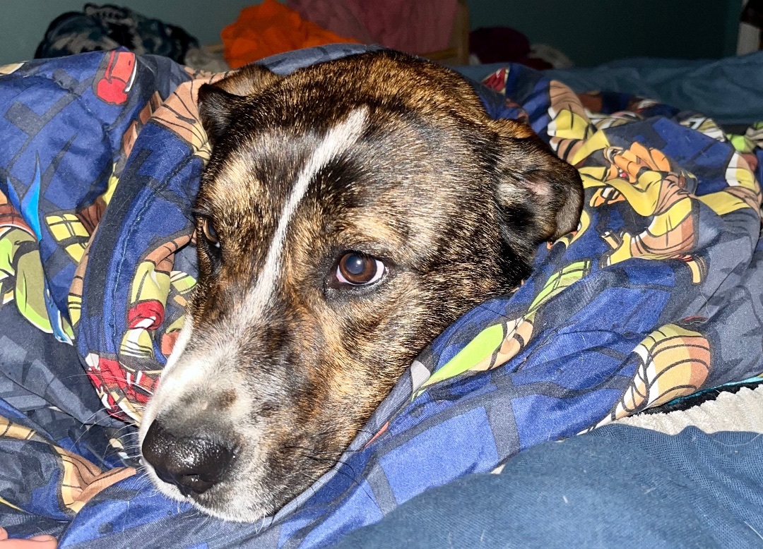 Enlarge Jack, a Adopted mixed breed in Portland, ME image 3/12