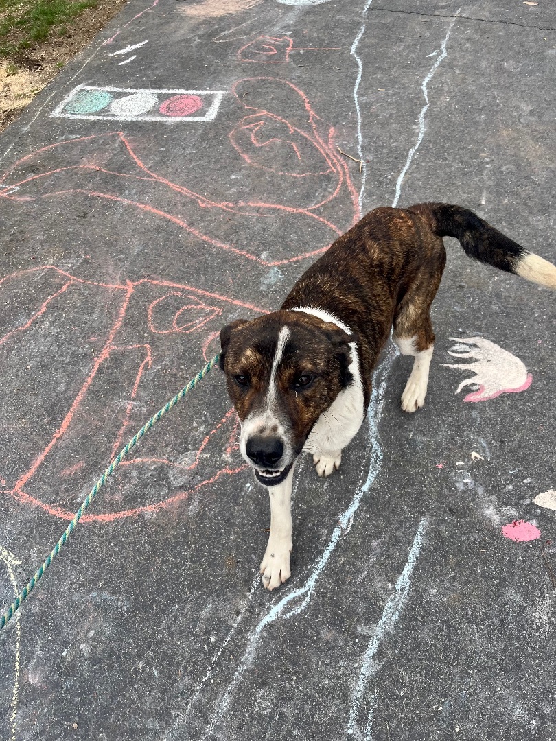 Enlarge Jack, a Adopted mixed breed in Portland, ME image 4/12