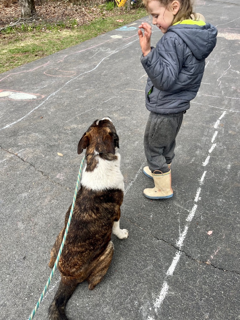 Enlarge Jack, a Adopted mixed breed in Portland, ME image 5/12