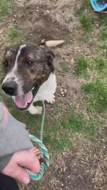 Enlarge Jack, a Adopted mixed breed in Portland, ME video 11/12