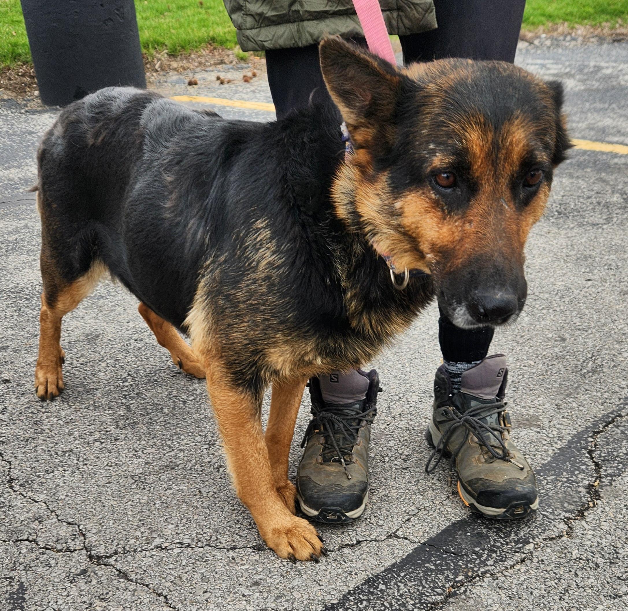 Enlarge Colette, an adopted German Shepherd Dog in Liberty Center, OH image 2/6