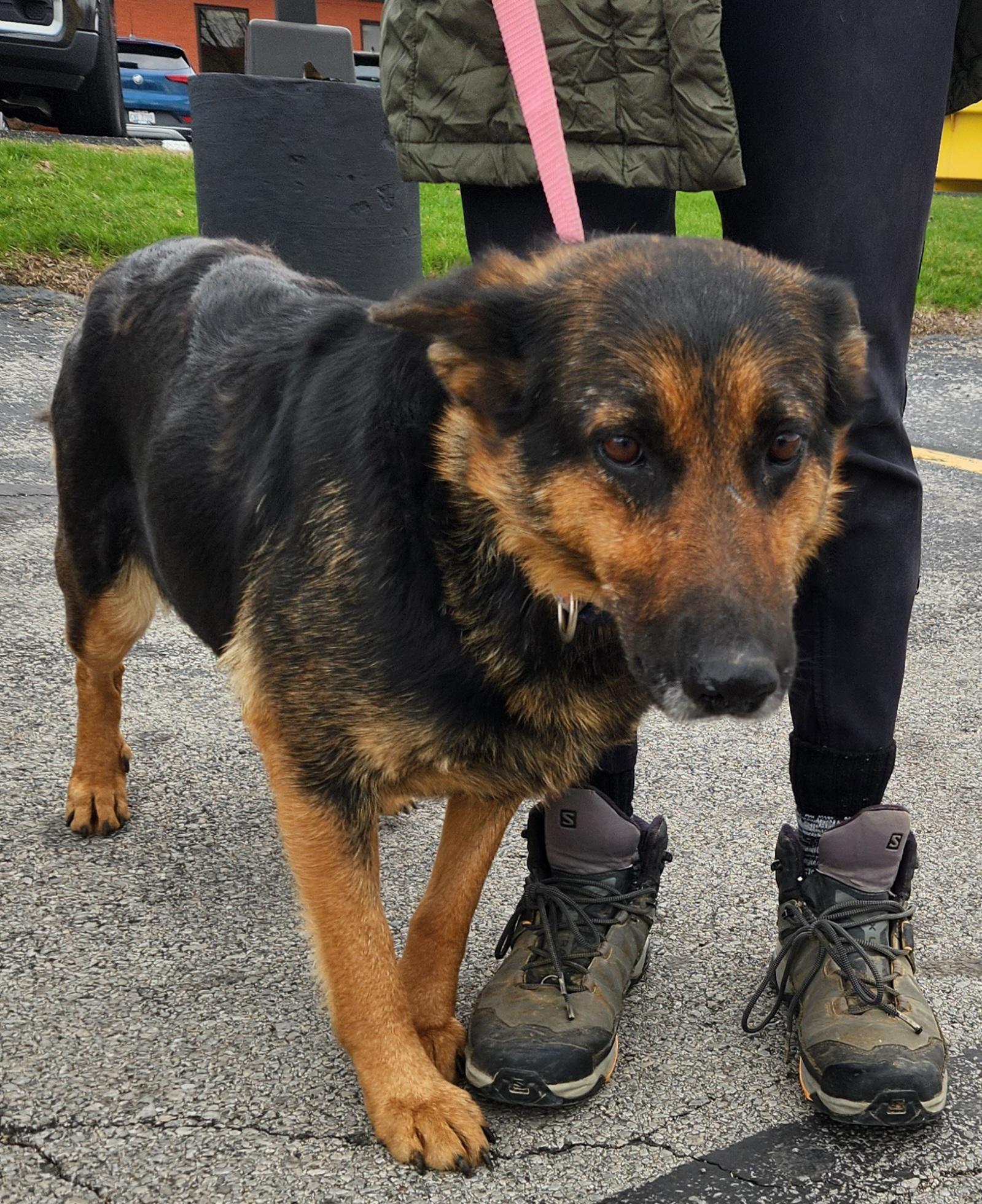 Enlarge Colette, an adopted German Shepherd Dog in Liberty Center, OH image 5/6