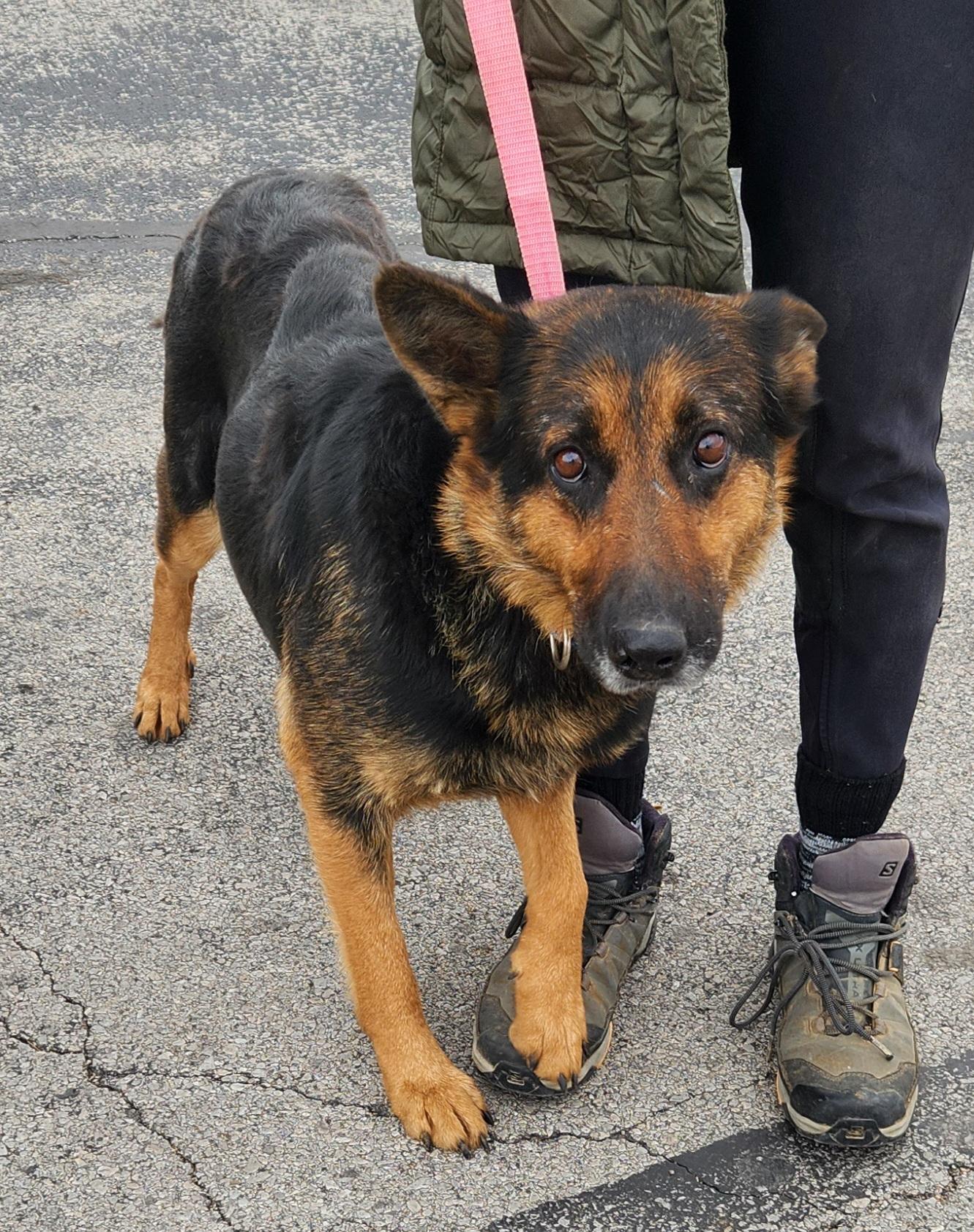 Enlarge Colette, an adopted German Shepherd Dog in Liberty Center, OH image 3/6