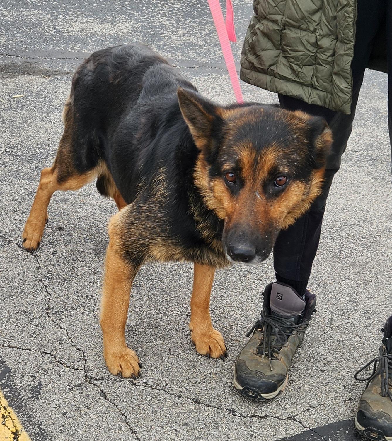 Enlarge Colette, an adopted German Shepherd Dog in Liberty Center, OH image 6/6