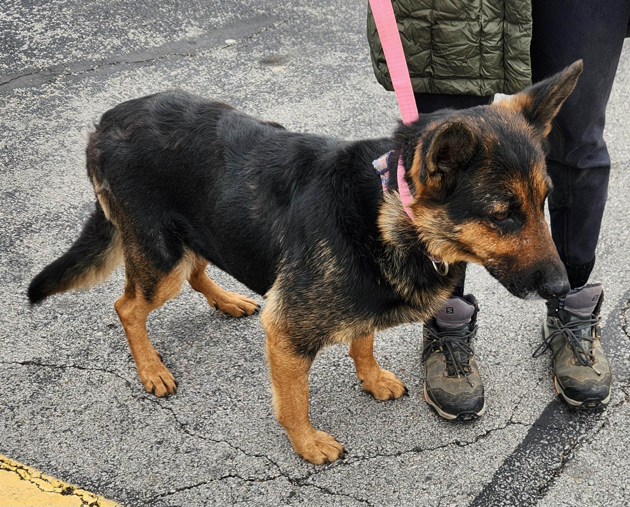 Enlarge Colette, an adopted German Shepherd Dog in Liberty Center, OH image 4/6