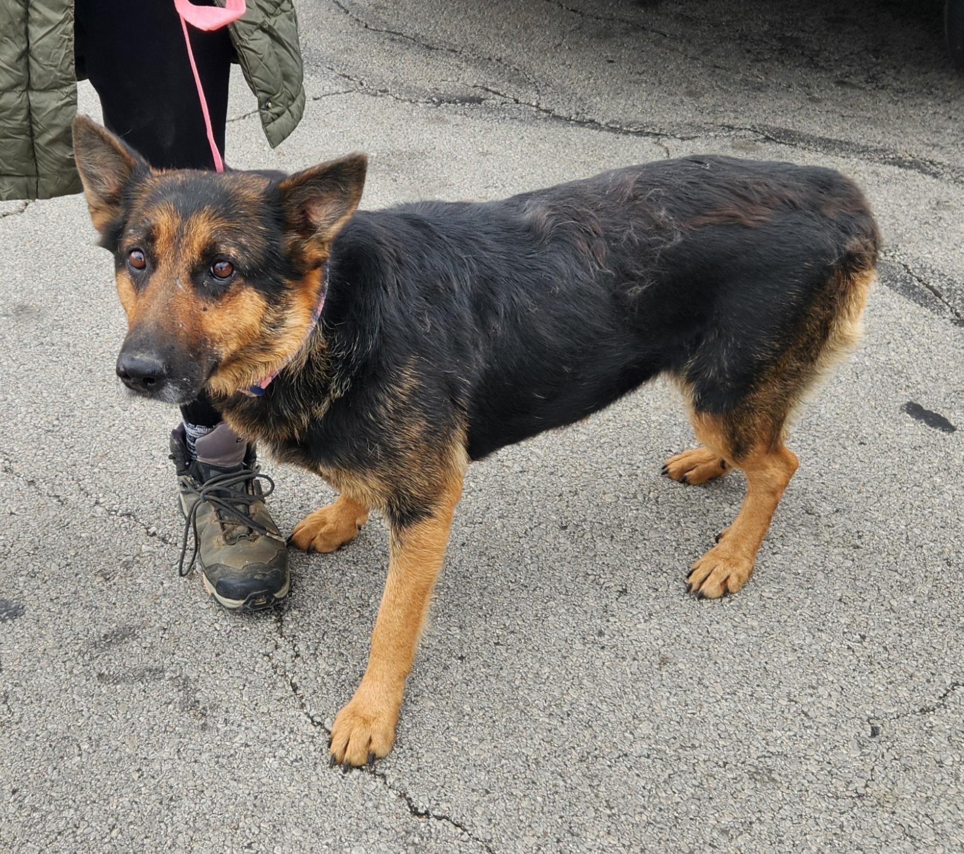 Enlarge Colette, an adopted German Shepherd Dog in Liberty Center, OH image 1/6