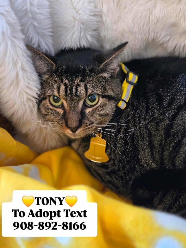TONY, a Adoptable mixed breed in Bridgewater, NJ image 2/6