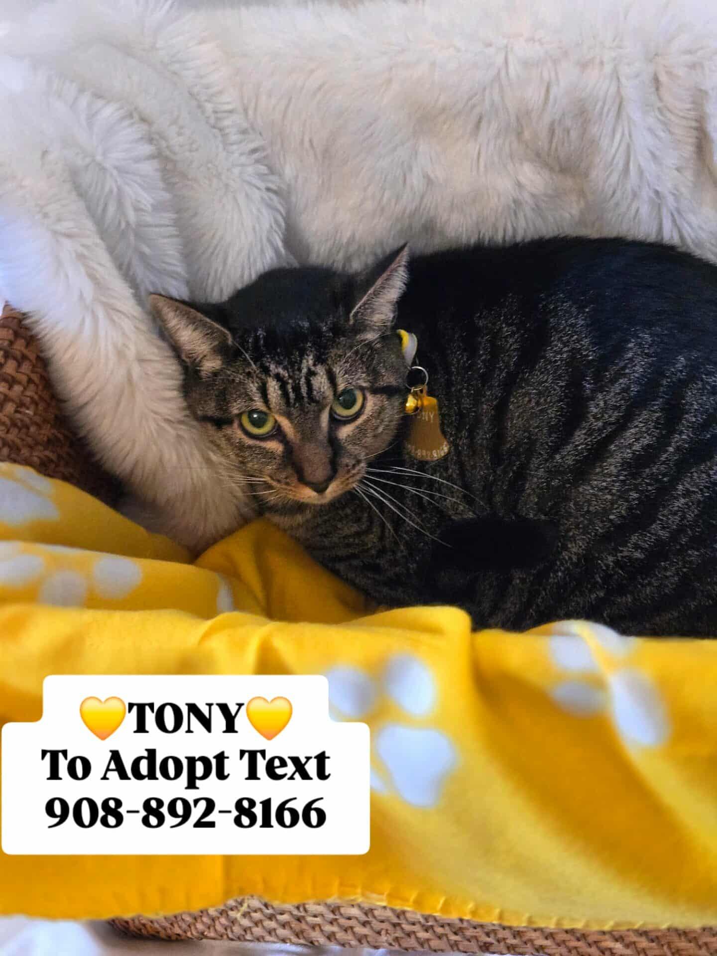 TONY, a Adoptable mixed breed in Bridgewater, NJ image 3/6