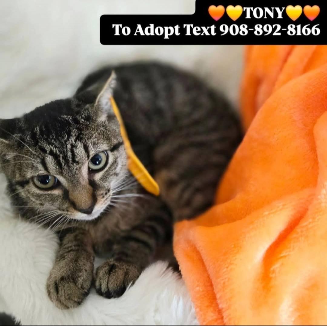 TONY, Adoptable, Young Male Domestic Short Hair.