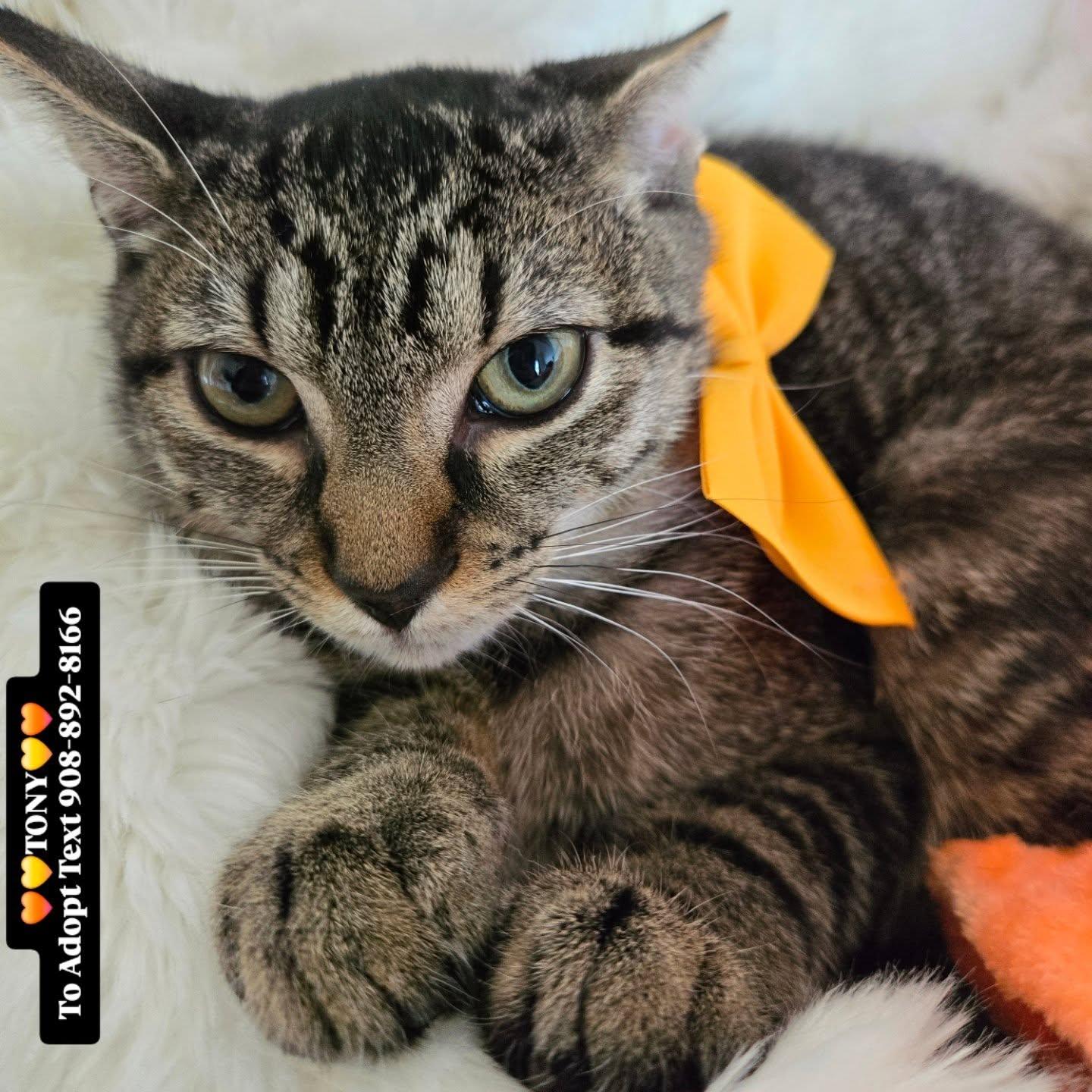 TONY, a Adoptable mixed breed in Bridgewater, NJ image 5/6