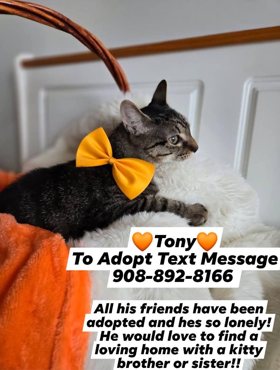 TONY, a Adoptable mixed breed in Bridgewater, NJ image 6/6