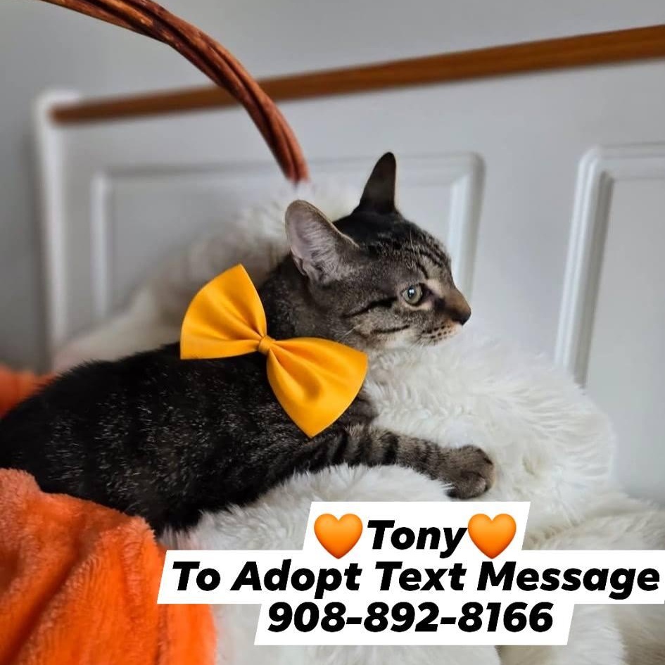 Enlarge ANTHONY, a Adoptable mixed breed in Bridgewater, NJ image 3/6