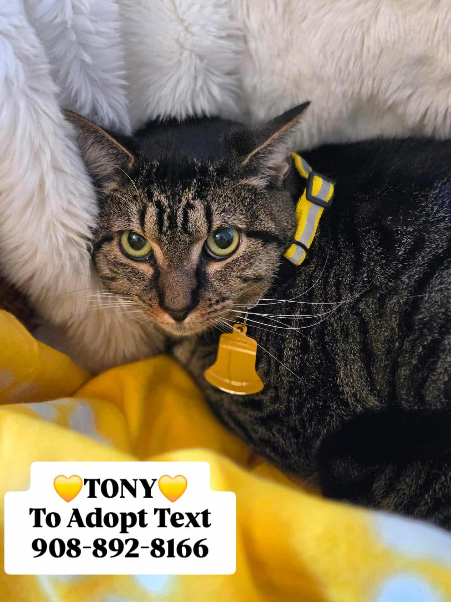 TONY, Adoptable, Young Male Domestic Short Hair.