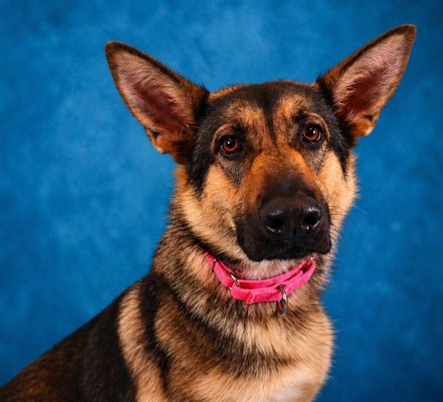MORA ROSE, Adoptable, Adult Female German Shepherd Dog.