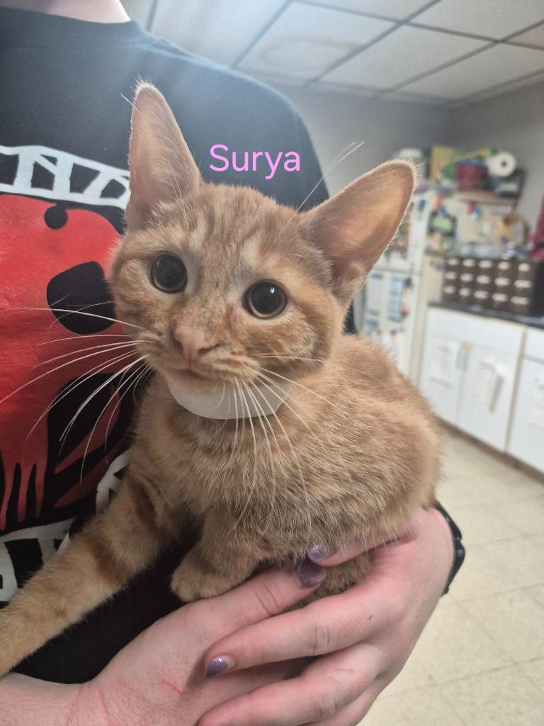 Surya, a Adoptable mixed breed in Cincinnati, OH image 2/2