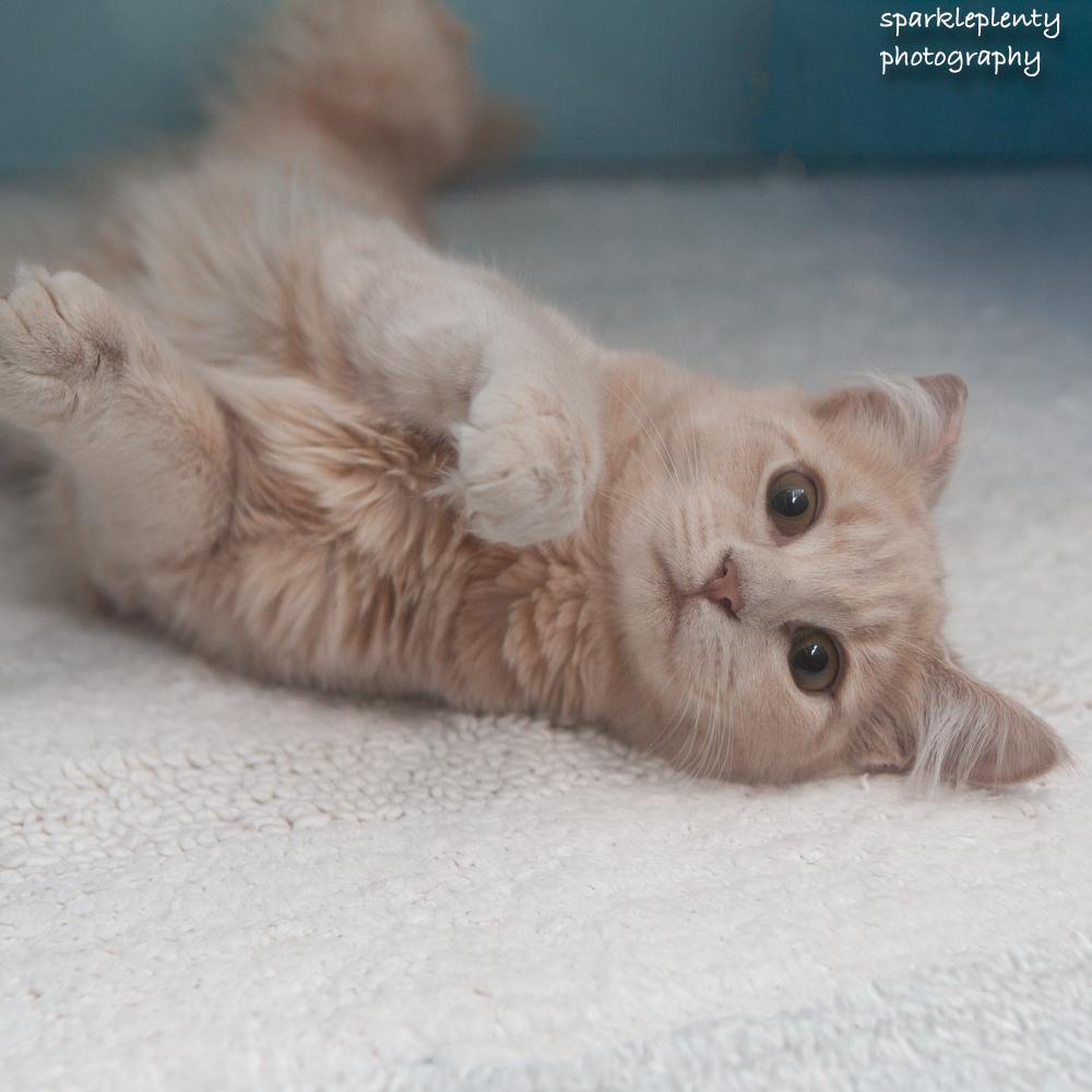 Enlarge Zipper, a Adopted Domestic Short Hair in Ridgefield, CT image 3/3