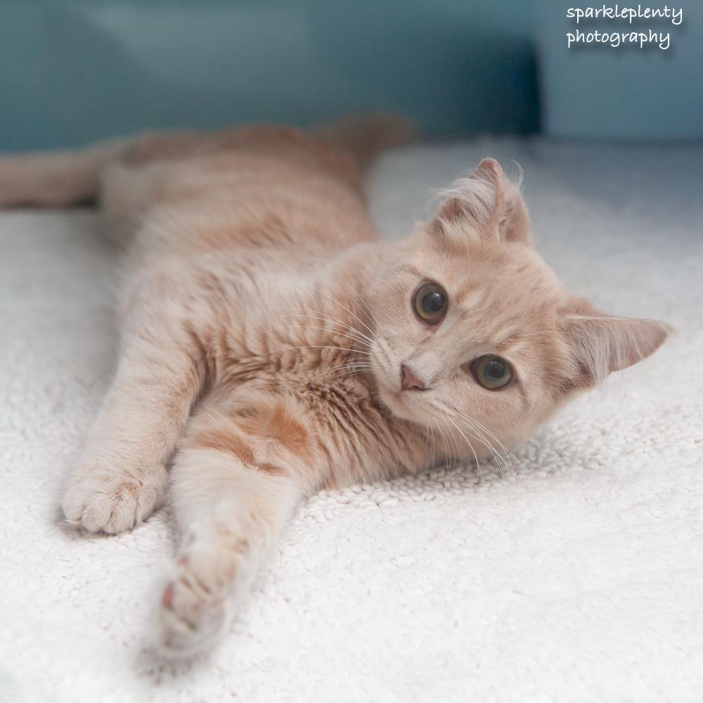 Zipper, Adopted, Kitten Female Domestic Short Hair.