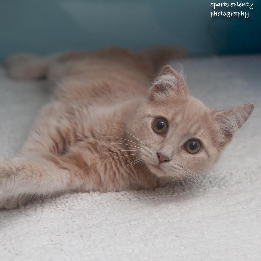 Enlarge Zipper, a Adopted Domestic Short Hair in Ridgefield, CT image 2/3
