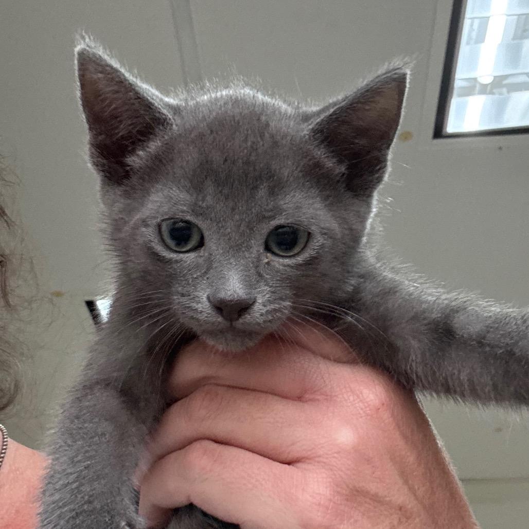 Frijoles, a Adoptable Domestic Short Hair in Hattiesburg, MS image 1/2