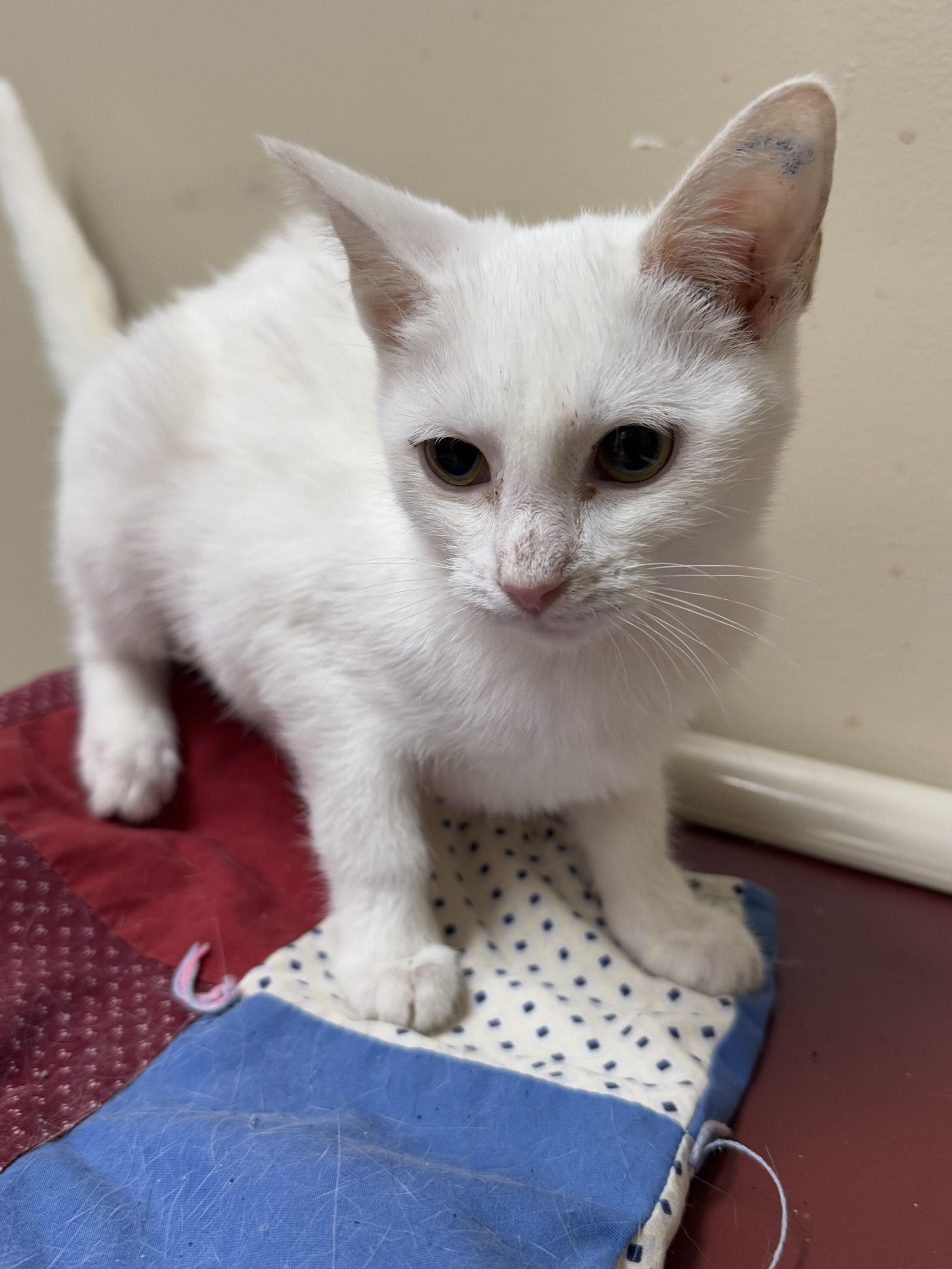 Boo, Adoptable, Young Female Domestic Short Hair.