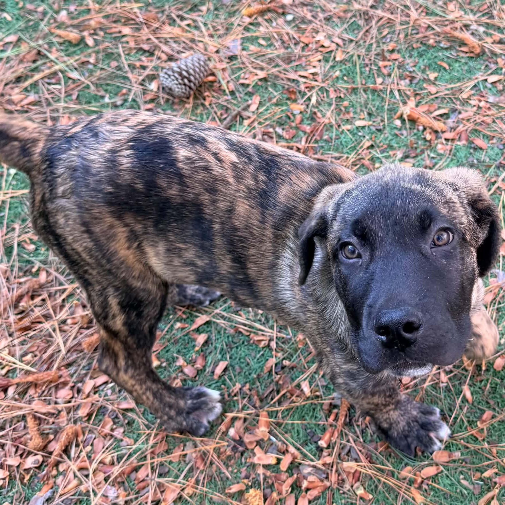 Enlarge Creed, a Adoptable Anatolian Shepherd in Sunderland, MD image 2/2